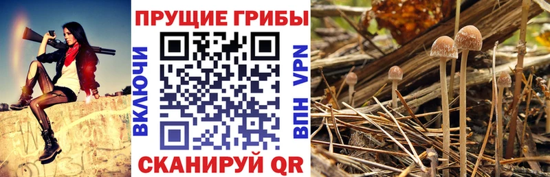 Галлюциногенные грибы ЛСД  Тамбов 